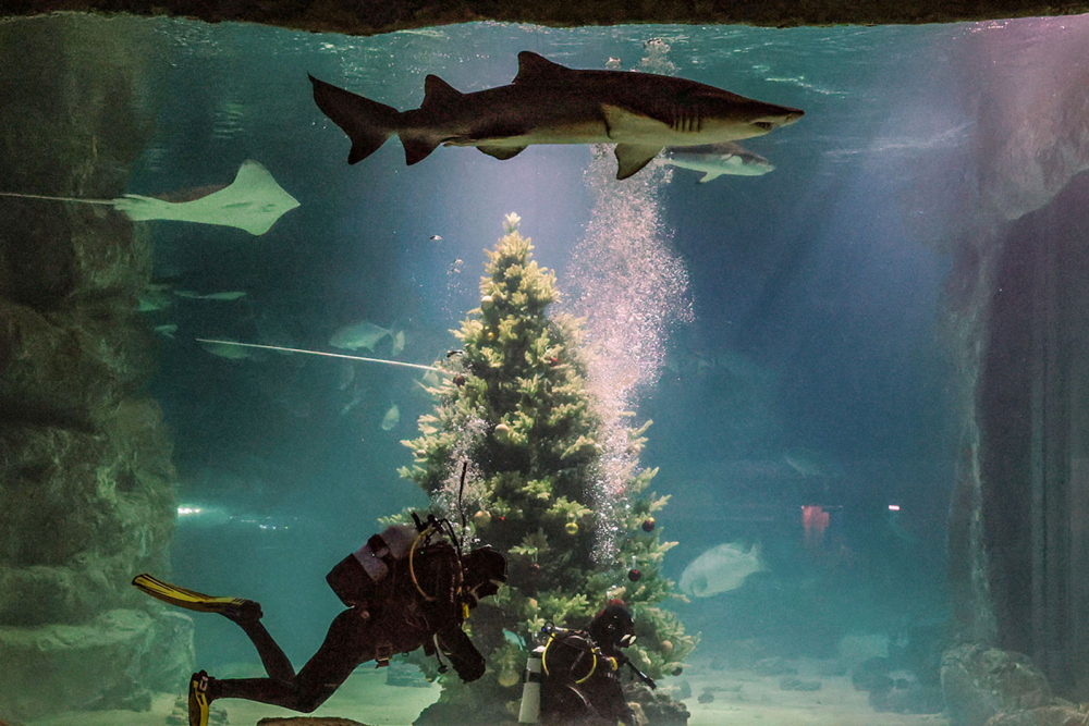 Самые красивые и самые необычные новогодние елки мира