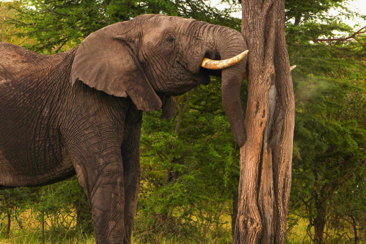 «Политическая трансмиссия»: экономические последствия навязанных центробанкам решений