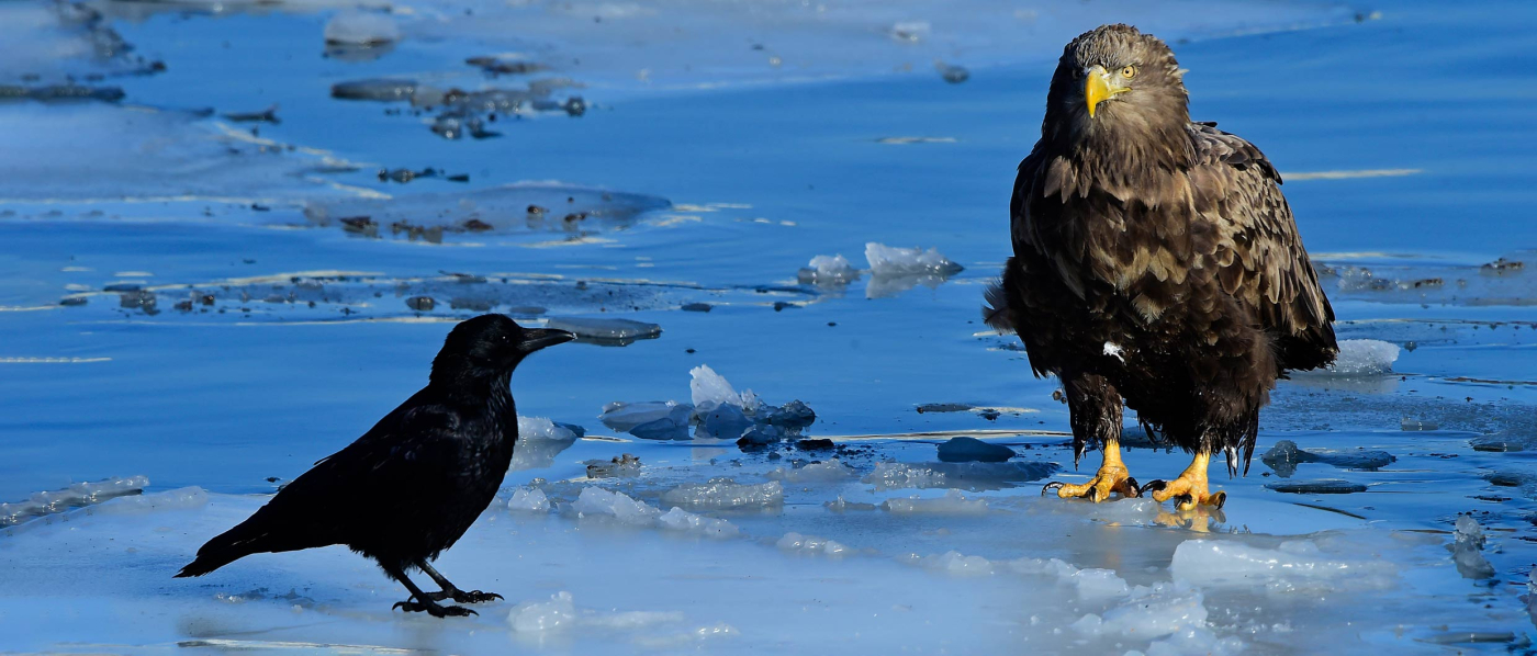«Ястребы» монетарной политики: как жизненный опыт центробанкиров влияет на их решения