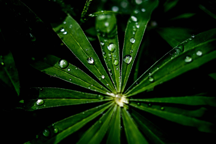 Russia’s ‘Green’ Risks