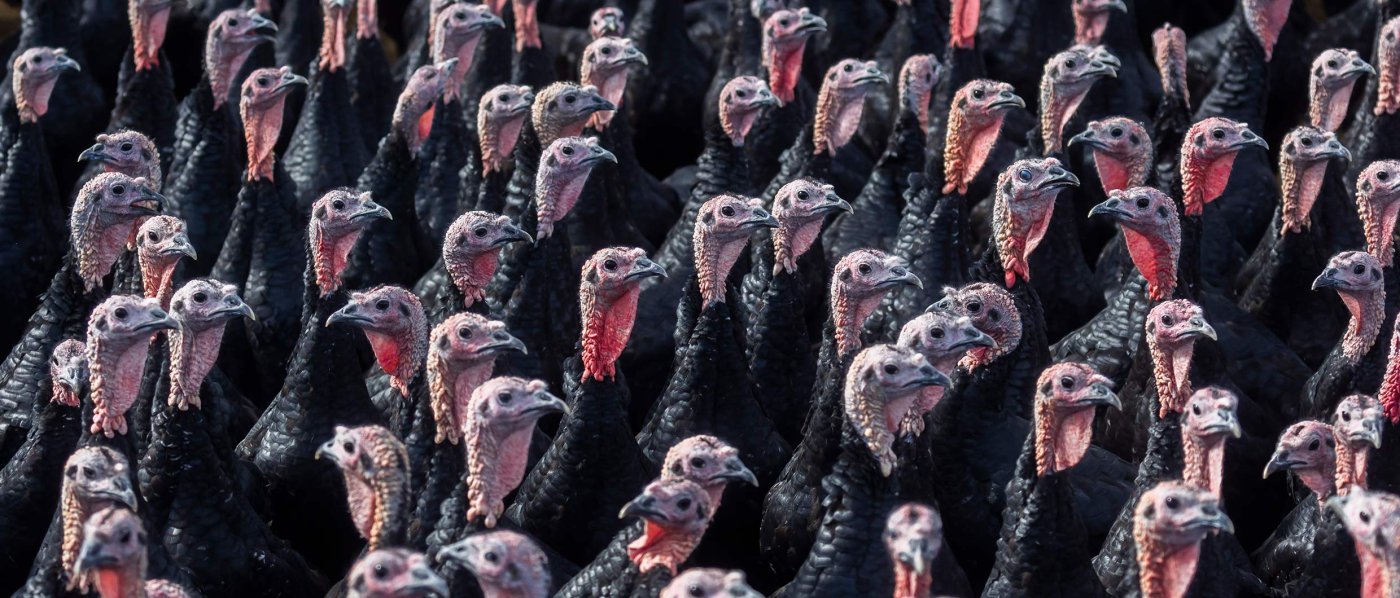 ‘Black Turkeys’: New Outlook on Measuring Severity of Financial Crises