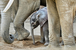 Микрофакторы инфляции