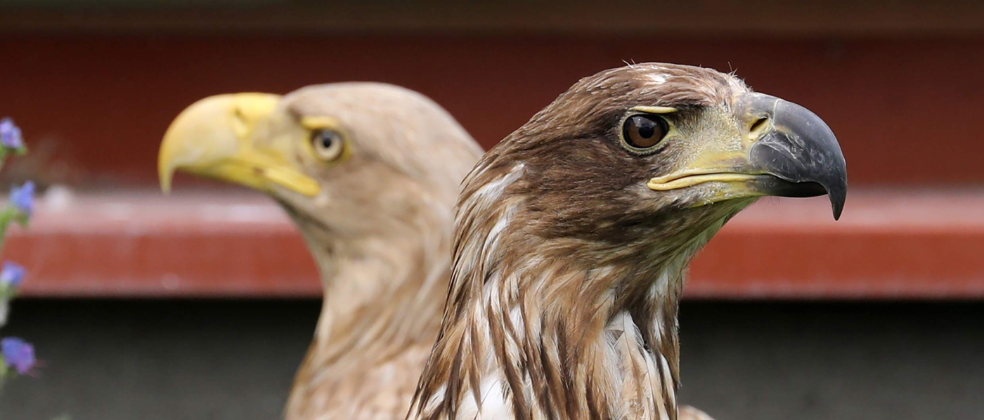 «В разные стороны к одной цели»: координация фискальной и монетарной политик 