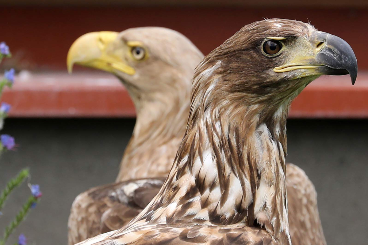 «В разные стороны к одной цели»: координация фискальной и монетарной политик 