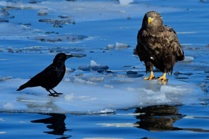 «Ястребы» монетарной политики: как жизненный опыт центробанкиров влияет на их решения