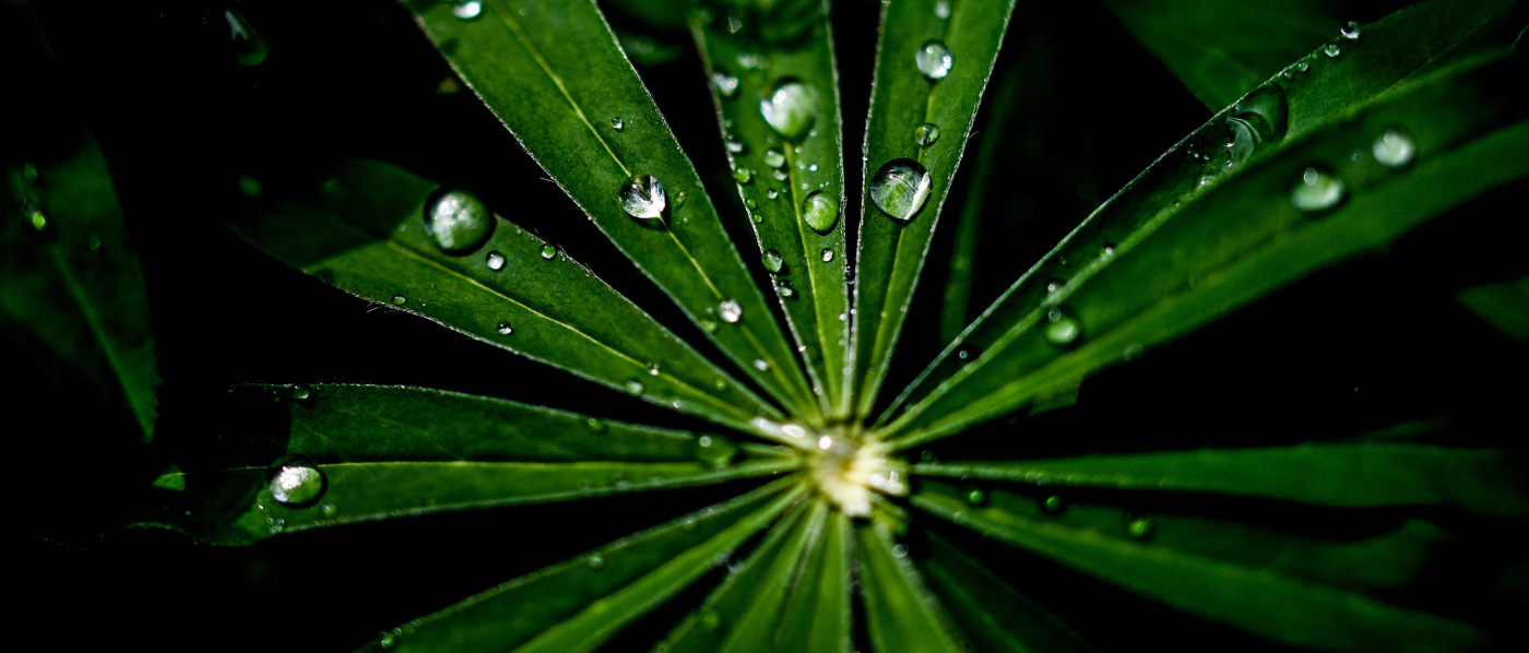 Russia’s ‘Green’ Risks